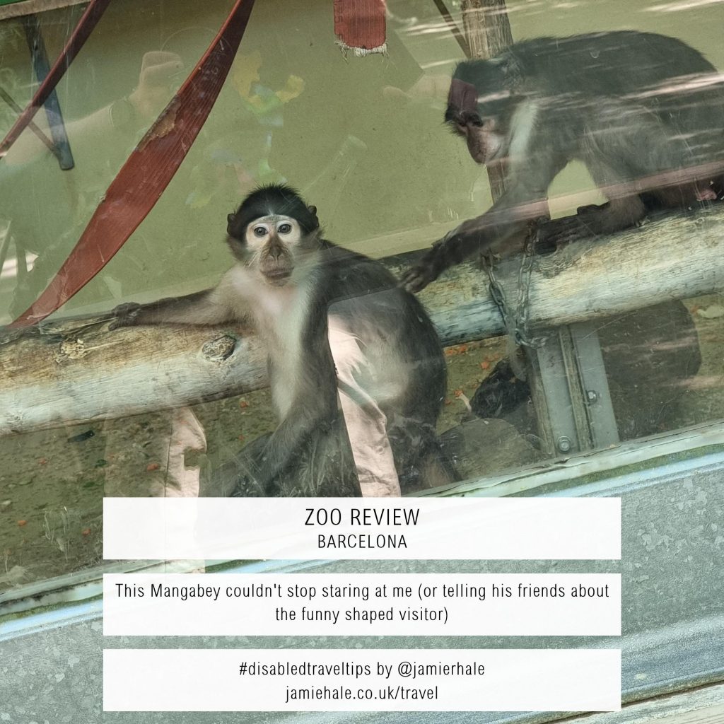 A photo of two small monkeys in an enclosure, sitting on/by a suspended horizontal log. The monkey in the focus of the photo is staring off out of the enclosure looking wistful and pensive. They are a mousy brown colour with beige undersides/fronts. Text superimposed over the image reads 'Zoo review - Barcelona', 'This Mangabey couldn't stop staring at me (or telling his friends about the funny shaped visitor)', '#disabledtraveltips by @jamierhale jamiehale.co.uk/travel.'